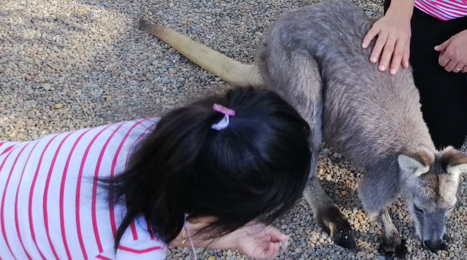 Witness a Kangaroo Tale on Wild Australian Beauty !